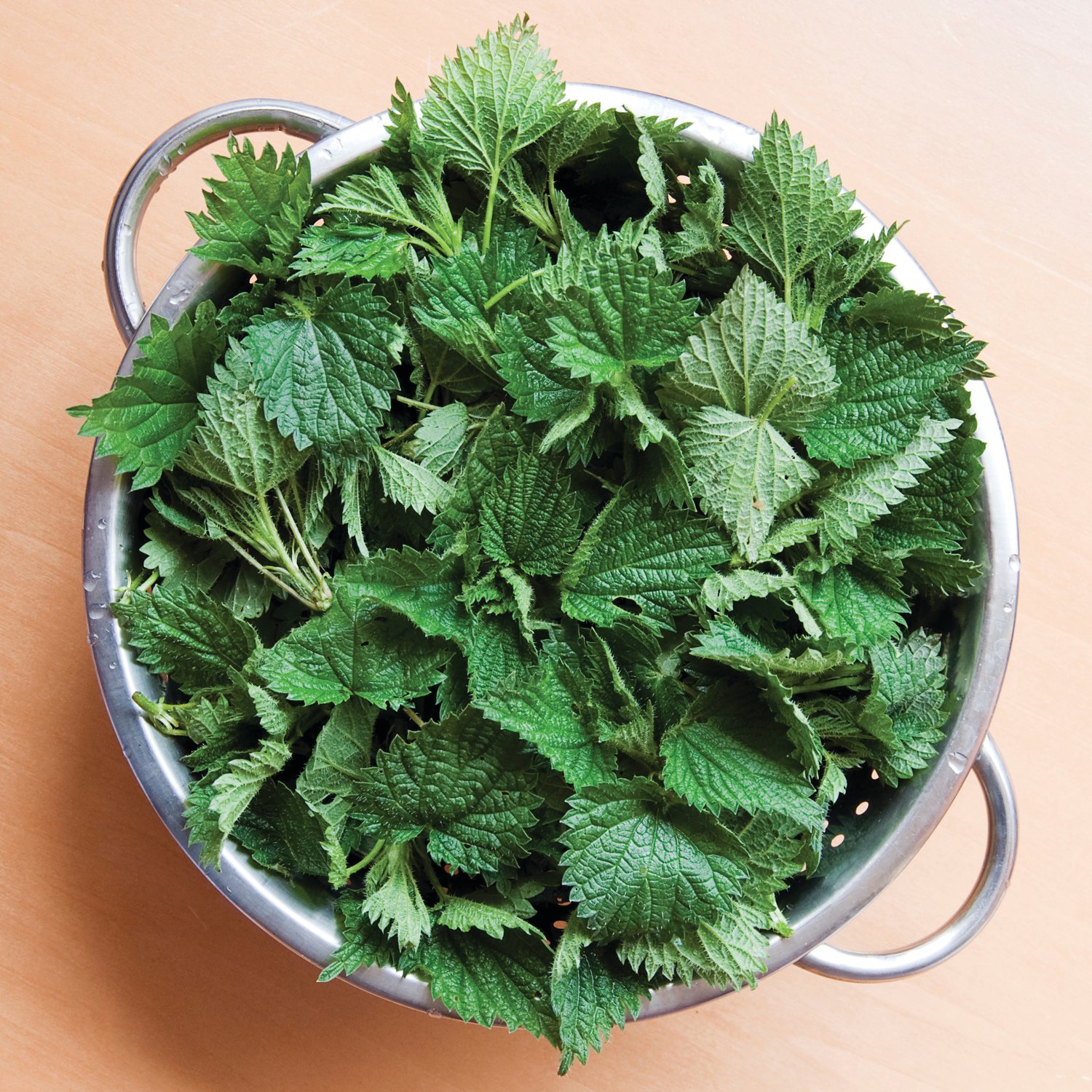 Nettles in a colander ready for washing.